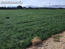 Lluvia solida para judia 1kg/ha