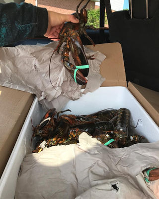 Lobsters - Photo 2