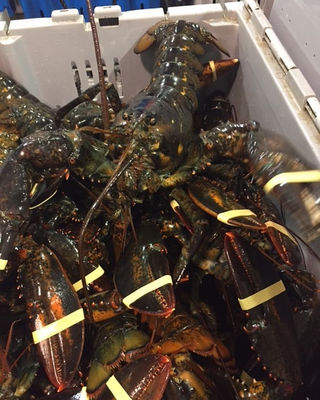 Lobsters - Photo 3