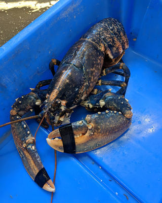 Lobsters - Photo 5