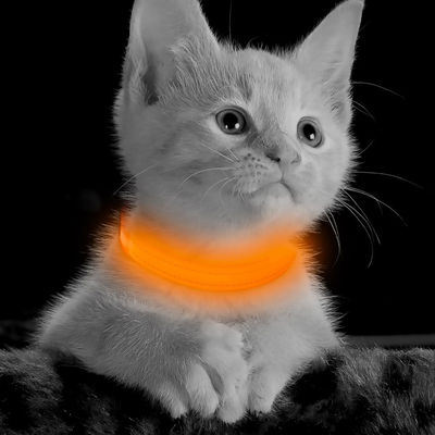 Lote Collar Para Perro O Gato Con Luz Led