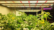 Luces LED de crecimiento para floricultura, luz de crecimiento para plantas