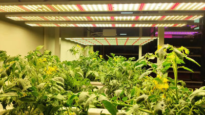 Luces LED de crecimiento para floricultura, luz de crecimiento para plantas