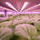 Luces LED de crecimiento para floricultura, luz de crecimiento para plantas - Foto 4