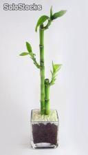 Lucky Bamboo y Bonsai: Vivero Productor - Foto 5