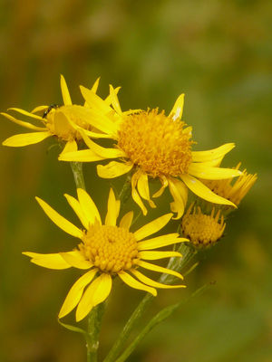 macerat huileux d&#39;arnica