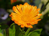 calendula