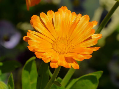 macerat huileux de calendula