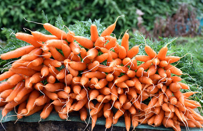 macerat huileux de carotte