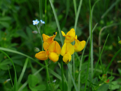 macerat huileux de fenugrec