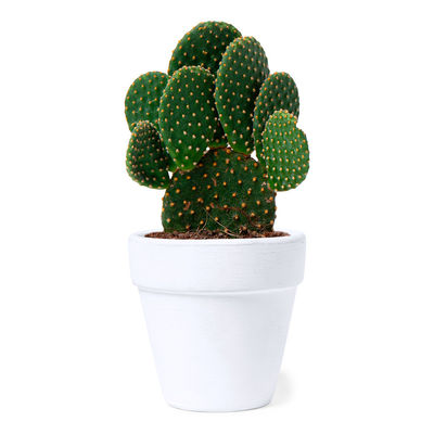 Maceta con semillas de cactus - Foto 2