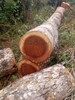 madera caoba