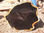 Madera negra de ébano troncos - 2