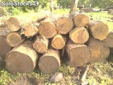 madera teca vendemos fob panamà.