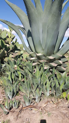 Maguey agave salmiana en siferentes variedades - Foto 2