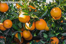 Mandarinas Clemenules