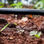 Mangueira de Gotejamento para Irrigação 20cm Entre os Furos Drip-Plan - Foto 3