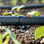 Mangueira de Gotejamento para Irrigação 20cm Entre os Furos Drip-Plan - Foto 4