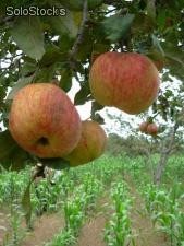 Manzanas congeladas en cajas de 34 kilos