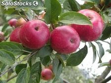 Manzanas Frescas Argentinas 