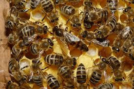 Mariscos y Miel de abeja - Foto 3
