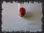 Mercure rouge d&amp;#39;antimoine - 1