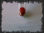 Mercure rouge d&amp;#39;antimoine - Photo 2