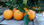 Mesa Oranges 10 kg - Photo 2