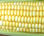 Milho verde variedade brs 3046 embrapa - Foto 2