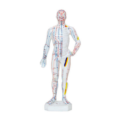Modelo Anatómico de Cuerpo Humano Masculino 26 cm: 361 puntos de acupuntura y 80