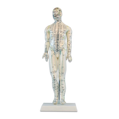 Modelo Anatómico de Cuerpo Humano Masculino 46 cm: 361 puntos de acupuntura y 80