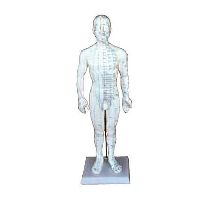 Modelo Anatómico de Cuerpo Humano Masculino 50 cm: 361 puntos de acupuntura y 80