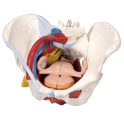 Modelo anatómico de pelvis femenina con ligamentos, venas, nervios, suelo
