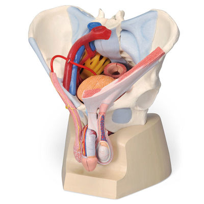 Modelo anatómico de pelvis masculina con ligamentos, vasos, nervios, suelo