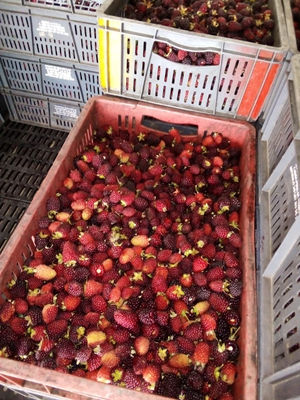 Mora de castilla venta por kilogramo de fruta - Foto 3