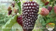 MORA ( Rubus Glaucus) Variedad Castilla Ecológica