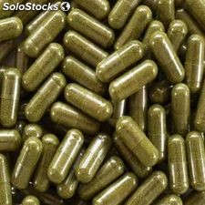 Moringa en capsulas