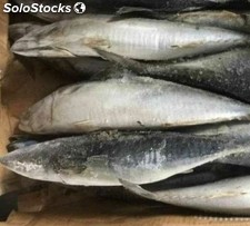 Mrożone ryby Tilapia, Mrożony łosoś / Makrela rybna ... WhatsApp: +45 36 98 18 2