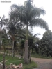 palmeira imperial