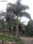 Muda de Palmeira Imperial 1,0mt altura - 1