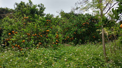 Naranja valencia - Foto 3