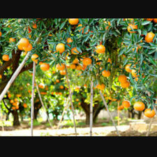 Naranjas de valencia cajas 20 kilos/ frutas Gonzalo
