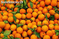 naranjas valencia frescas