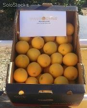 Natur spanischen Orangen Navelina Top Qualität &amp; Groß- und Einzelhandel.