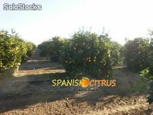 Natur spanischen Orangen Navelina Top Qualität &amp;amp; Groß- und Einzelhandel. - Foto 2