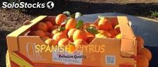 Natur spanischen Orangen Salustiana Top Qualität &amp; Groß- und Einzelhandel.