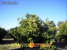 Natur spanischen Orangen Salustiana Top Qualität &amp;amp; Groß- und Einzelhandel. - Foto 2
