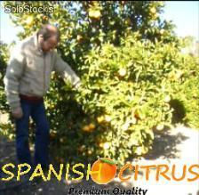 Natur spanischen Orangen Salustiana Top Qualität &amp;amp; Groß- und Einzelhandel. - Foto 3