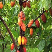 Nibs de Cacao Convencional, Orgánico y Ecológico - Foto 2