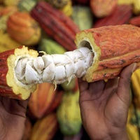 Nibs de Cacao Convencional, Orgánico y Ecológico - Foto 3